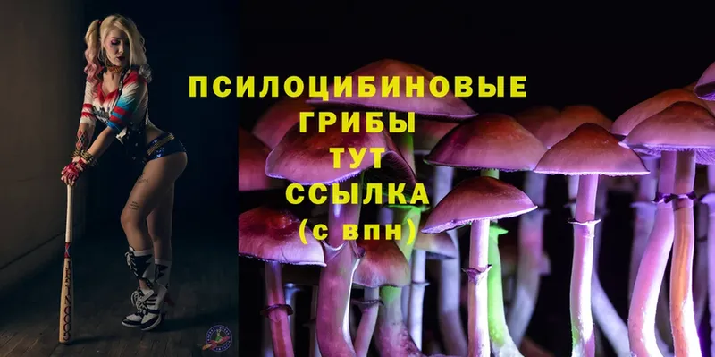 закладка  ссылка на мегу зеркало  Галлюциногенные грибы Psilocybe  Вязники 